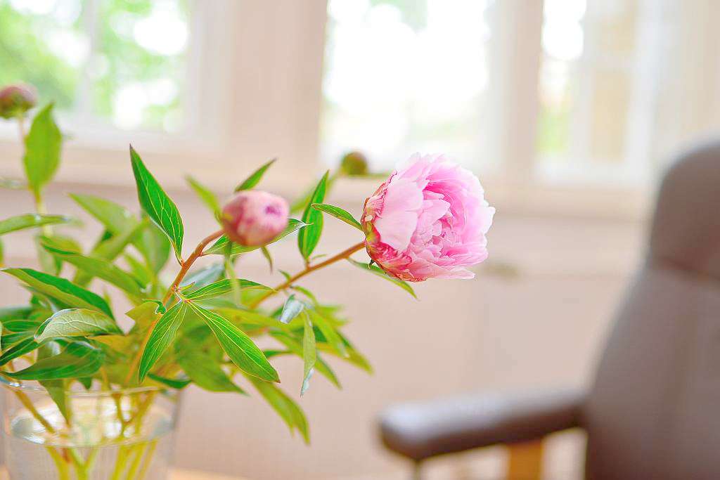 Blume-back